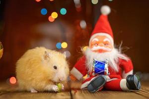 cute fluffy hamster and Santa Claus on wooden background bright bokeh festive atmosphere photo