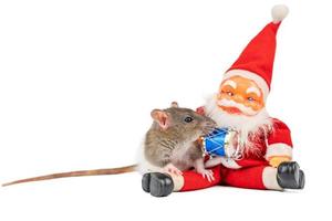 cute rat on white background Santa Claus insulator. photo