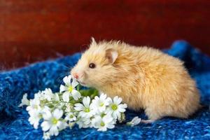 lindo hámster esponjoso con flores sobre fondo azul foto