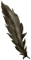 Feather watercolor hand paint png