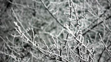 branches sway in hoarfrost on a light wind video