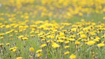 Meadow covered with yellow flowers video