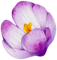 waterverf bloemen botanisch hand- verf png