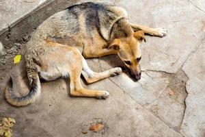 el perro callejero debilitado del refugio. perros sin hogar enfoque selectivo foto