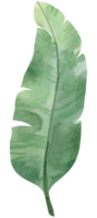 foliage watercolor leaf hand painted png