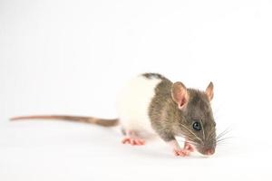 beautiful rat white-gray color on white background is isolated photo