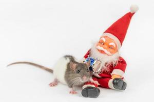 rat on white background with Santa Claus isolated photo