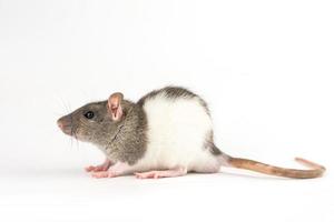 decorative hand rat on white background photo