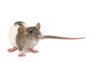 portrait of a pet rat on a white background is isolated photo