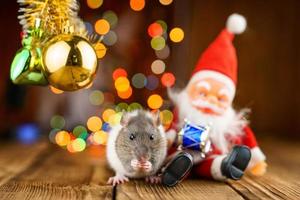 cute rat in Christmas decor, Santa Claus and bokeh photo