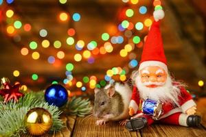 portrait of a rat on a wooden background, beautiful bokeh in the background photo