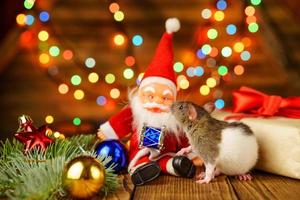 happy rat on with Santa Claus and gift on wooden background multicolored bokeh photo