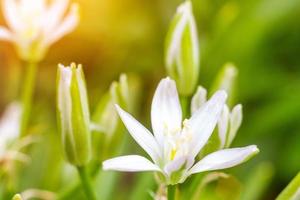 spring small flowers on a green background photo