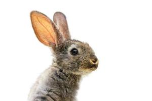 Furry cute rabbit on white background isolated photo