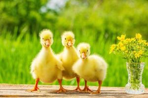 three little fluffy yellow Gosling on nature background photo
