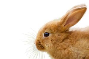 cute fluffy ginger bunny on white background photo