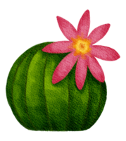 cactus succulento pianta acquerello png