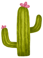 Cactus succulent plant watercolor png