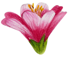 waterverf bloemen botanisch hand- verf png