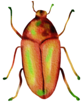 Bug watercolor insect hand painted png