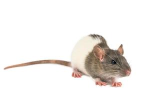 rat on white background photo