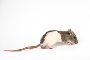 beautiful rat white-gray color on white background is isolated photo