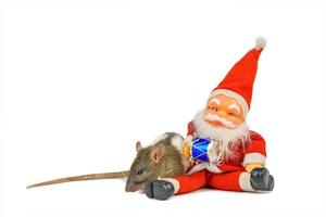 cute rat on white background with Santa Claus, Christmas concept isolated. photo