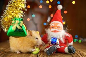 cute fluffy hamster and Santa Claus on wooden background bright bokeh festive atmosphere photo