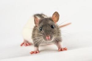 portrait of a pet rat on a white background is isolated photo