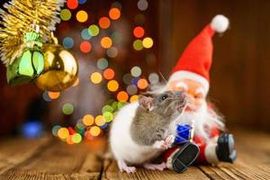 portrait of a rat on a wooden background, beautiful bokeh in the background photo