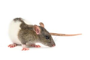 portrait of a pet rat on a white background is isolated photo