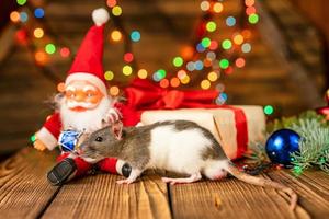 happy rat on with Santa Claus and gift on wooden background multicolored bokeh photo