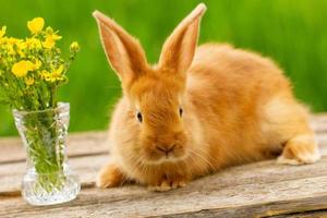 cute red rabbit sitting on a green natural background, spring mood. photo