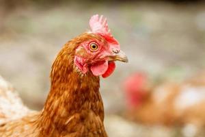 portrait of a red hen in close-up photo