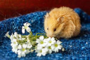 cute fluffy hamster with flowers on blue background photo