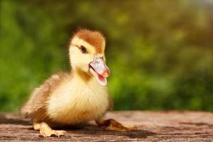 Small cute duckling on the background of green nature photo