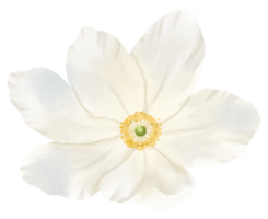 waterverf bloemen botanisch hand- verf png