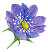 waterverf bloemen botanisch hand- verf png