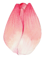 waterverf bloemen botanisch hand- verf png