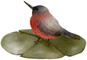 birdhouse acquerello mano dipinto png