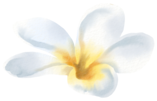 waterverf bloemen botanisch hand- verf png