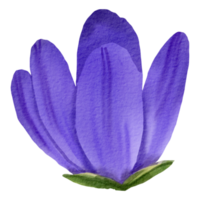 vattenfärg blommig botanisk hand måla png