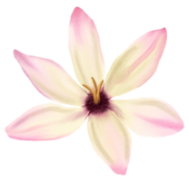 waterverf bloemen botanisch hand- verf png