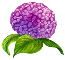 waterverf bloemen botanisch hand- verf png