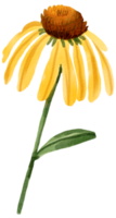 waterverf bloemen botanisch hand- verf png