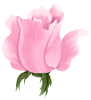 waterverf bloemen botanisch hand- verf png