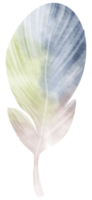 Feather watercolor hand paint png