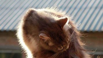 Gray cat washes her foot, than continue head,close up video