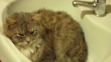 cat lying in the bathroom sink video