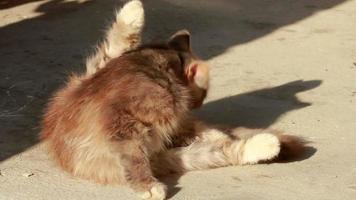 Gray cat washes her foot, than continue head,close up video